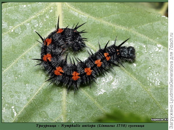 Гусеница бабочки траурницы
