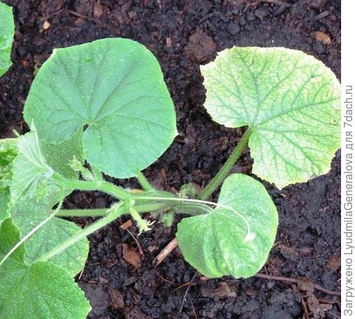 Через неделю листья уже были вот такими.