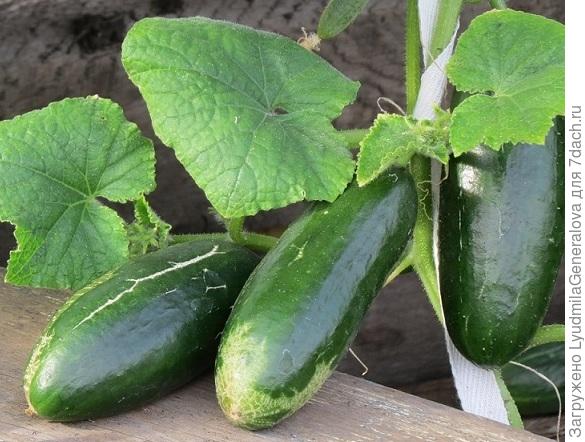 12 июля те же самые плоды ( доску специально подложила)