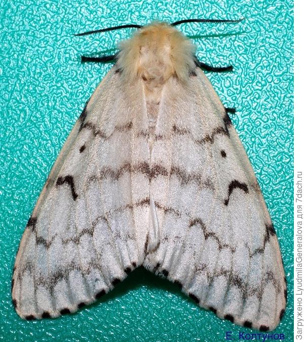 Самка бабочки непарного шелкопряда (фото из Интернета).