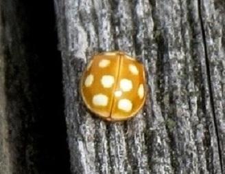 У моей - 12 пятен (по 6 на крыле)