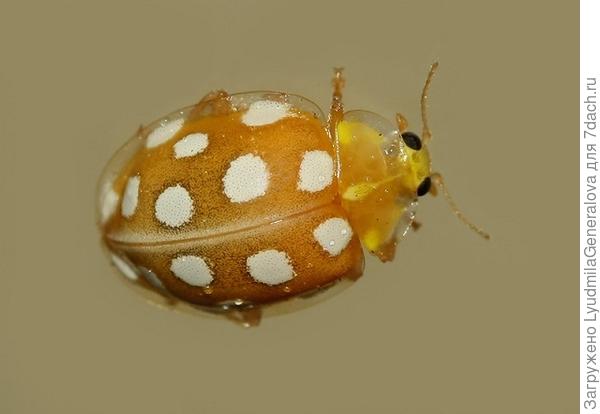У жучка 16 пятнышек (по 8 на крыле)