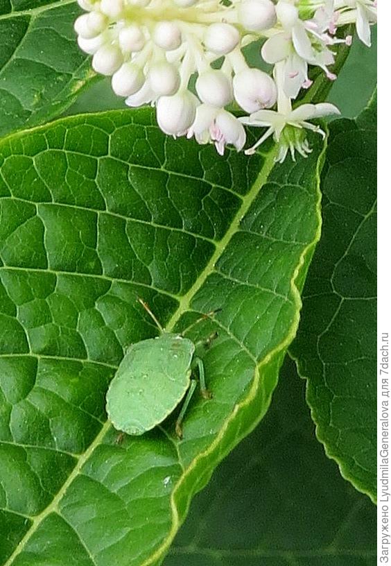 Зелёный щитник с моего фото. (Увеличила по максимуму) Я ведь не его фотографировала, а цветение фитолакки.