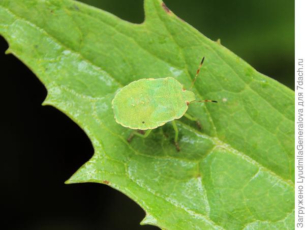 Клоп щитник на фото Татьяны (тоже увеличила, чтобы лучше рассмотреть)