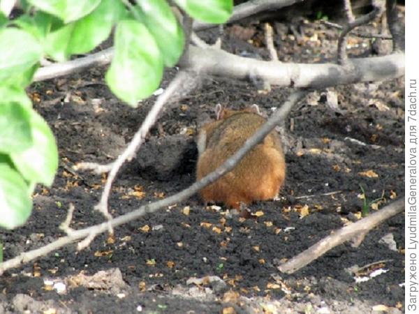 Вероятно хомячок под яблоней рылся, учуяв запах хлеба. Хотя хлебным этот запах назвать нельзя. Мне мама говорила, что яблоня любит (!) заплесневелый хлеб и его надо  хоть пару раз за лето закопать.  Не вникая зачем и почему я это делала.