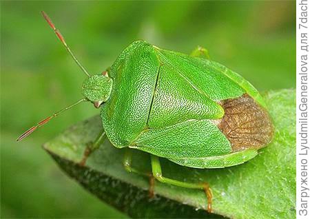 Зелёный клоп вонючка нашёлся на таком фото из Интернета