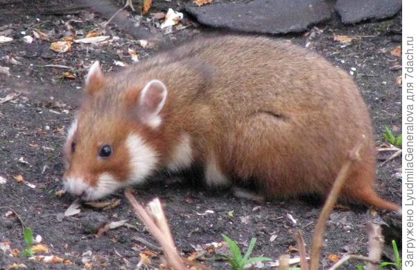 Больше хомяк у нас не появлялся. Но на память осталось несколько чудных фотографий.