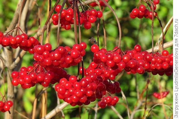 Все три фото - одного куста и с одного ракурса.