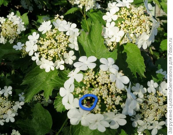 В цветущей калине синим карандашом отмечен щитник ягодный