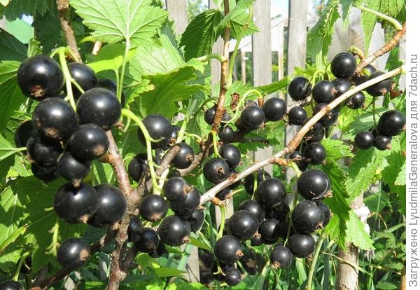 Чёрная смородина сорта Нестор Козин.