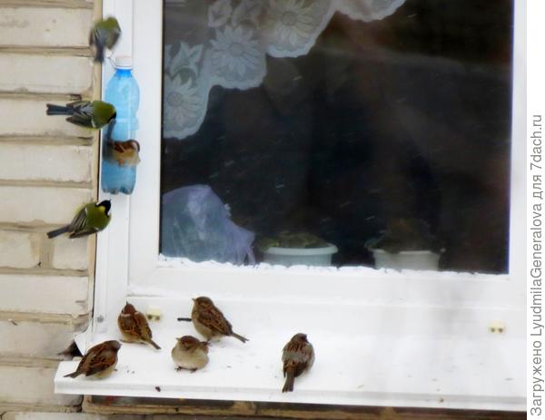 Днём до минус 13-15. Птички всегда найдут ваши кормушки!