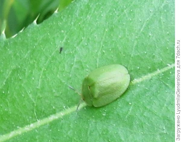 Насекомое похожее на зелёную божью коровку