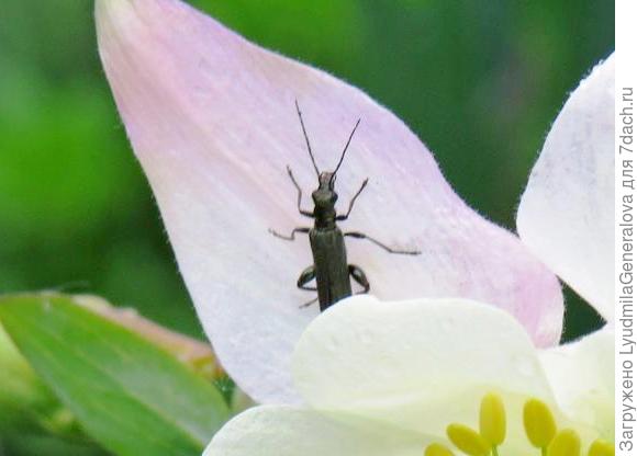 Насекомое похожее на черноголовую шпанку