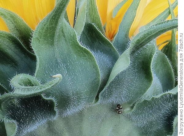 Вредитель на подсолнухе.