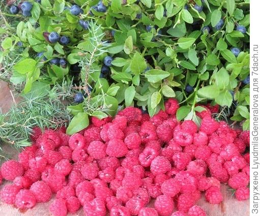 Светлана, хоть 100 порций! Можно и черникой разбавить.