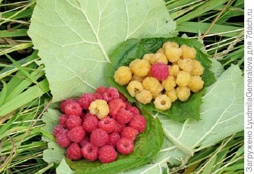 Вот вам малинка. Выбирайте кому какая по душе.