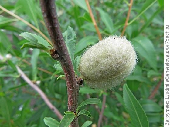 Вот такие орешки выросли. Несколько штук.