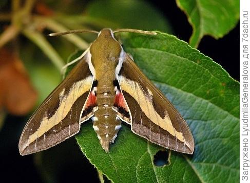 Бражник подмаренниковый. Фото из интернета.
