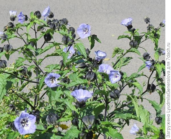 Растение с голубыми цветочками.