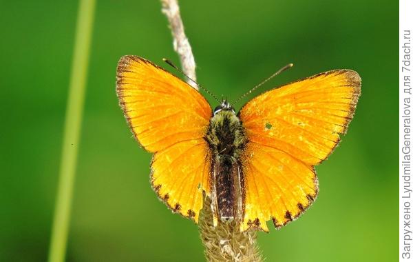 Светло-оранжевая бабочка