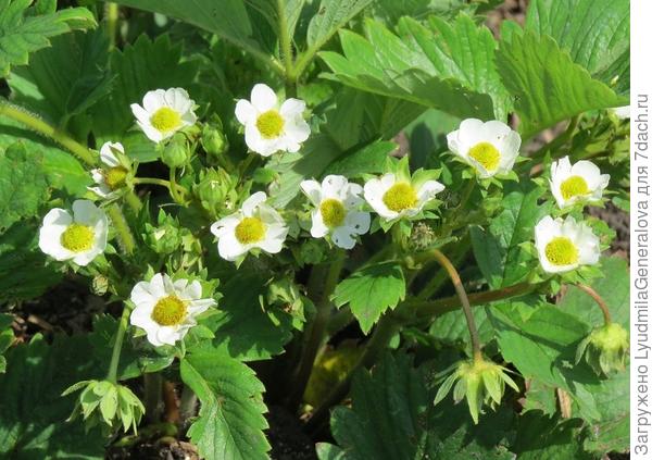 Ягоды не успевают наливаться. Начинают мельчать и вянуть. Конечно, и воды ей не хватает. Может часть цветоносов всё же обрывать? У вас нет такого опыта?