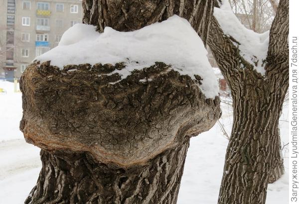 Буквально на днях  увидела на клёне такой нарост.