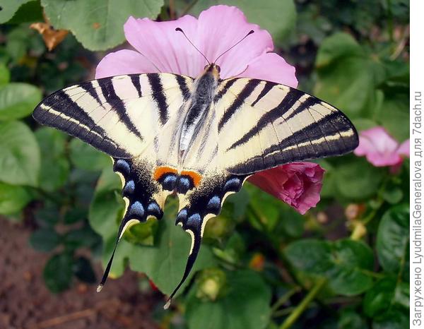 Парусник подалирий