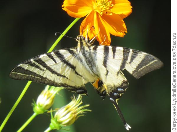 что это  за бабочка??