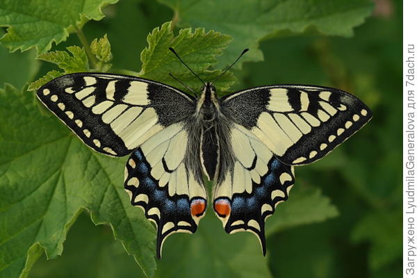 Вот для сравнения махаон из Интернета.