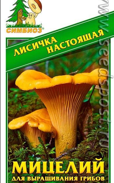 Мицелий лисичек