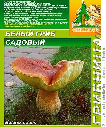 Грибница субстрат микоризный. Белый гриб Садовый