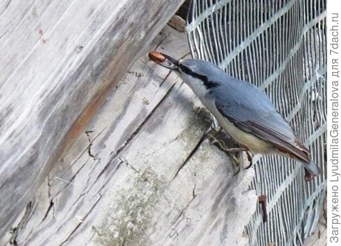 Это поползень. Птички тоже делают запасы на зиму. Но никогда пустой орешек прятать не будут" . Конечно, в шишке могут и пустые орешки попадаться, их отвеивают на ветру. Но если там хоть недоразвитое ядрышко есть - обязательно найдут среди кучи пустых.