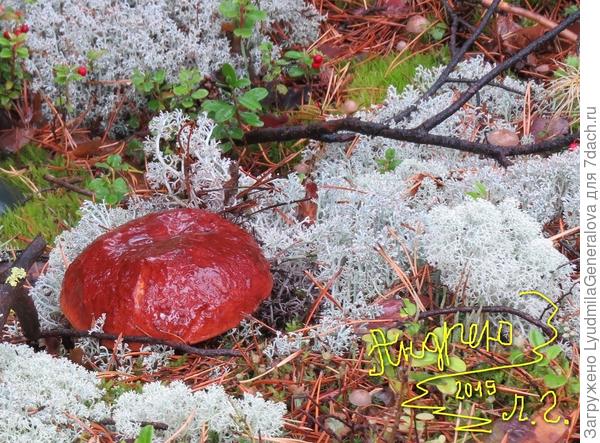 Боровик - таёжный гриб. Красавец и богатырь. Главное во время его найти, чтобы &amp;quot;другие&amp;quot; не опередили, как это часто бывает.