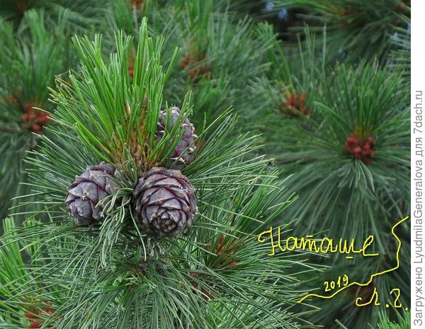 А вот так растут кедровые орехи. Если ты, конечно, не видела.