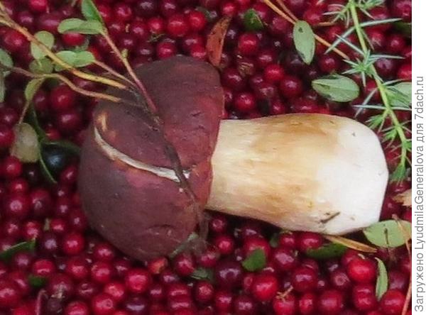 В этом году и мне довелось немного набрать. То не дойдёшь, то не унесешь...