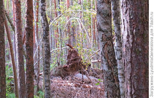 Урман... Здесь и растут кедры, а на них шишки..