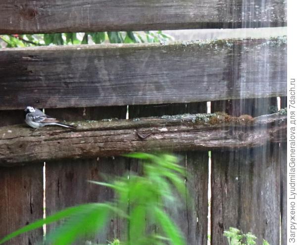 Вот посмотри. Дождь проливной! А маленькая трясогузка спряталась, чтобы переждать непогодь и косится в мою сторону. Наверное думает, хорошо вам людям и плащи у вас есть, и дома крепкие и запасы еды... А впрочем, это не она, а так думаю!