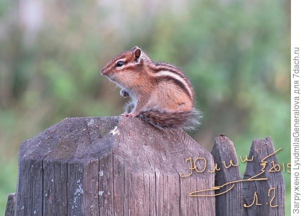 Вот вам на память фото бурундучка
