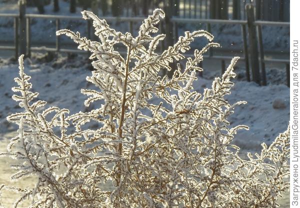 Снежная веточка из Сибири