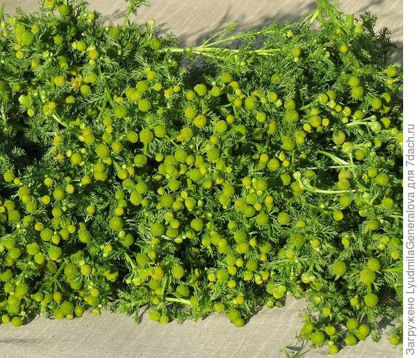 Вот эта ромашка яблочками зелёными пахнет!