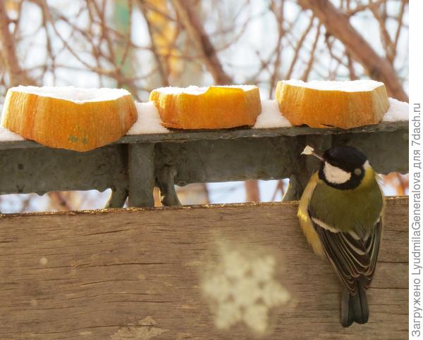 Кабачок порезала - не клевали. А как замёрз - начали долбить