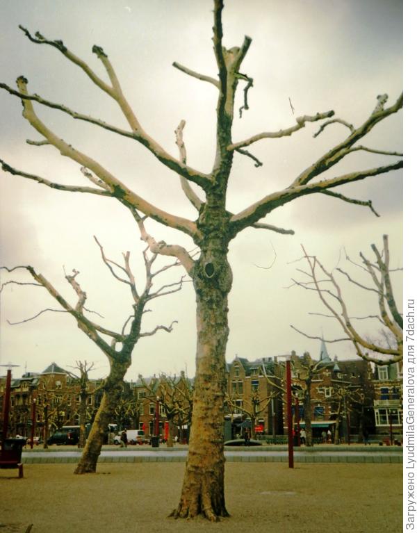 Одно из моих многочисленных (!!!) открытий - платаны, которые на зиму сбрасывают не только листву, но кору. Фото сделано в Амстердаме.