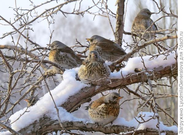 А мы вместе с птицами ждём весну. Только что написала пост-обращение про птиц, которым надо помочь выжить оставшиеся два холодных месяца и это фото оттуда.