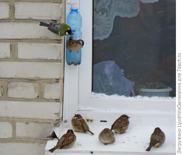 Такие кормушки теперь увидеть можно часто.