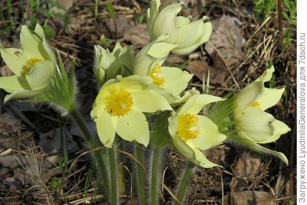 Мы очень любим свои подснежники! Когда их были целые поля, они росли во всех берёзовых лесах.