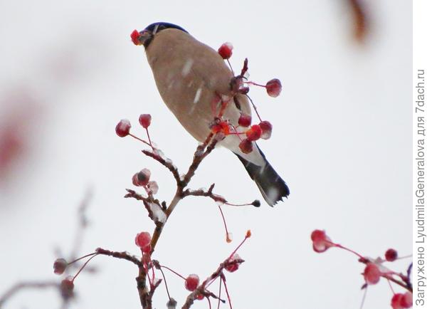 Снегири осенью - редкость. Зато сейчас их не видно