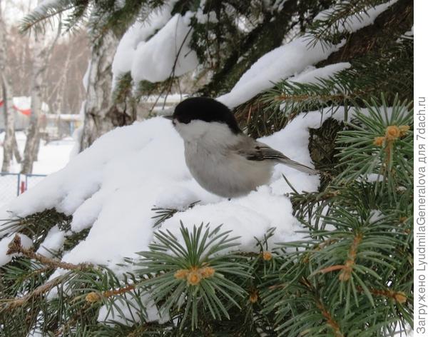А вот синичка пухляк - да. Серенькая, маленькая птичка.