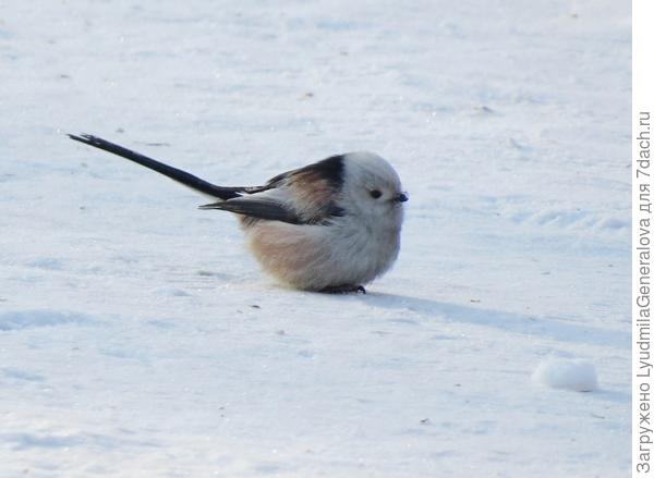 Вот она длиннохвостая милашка.