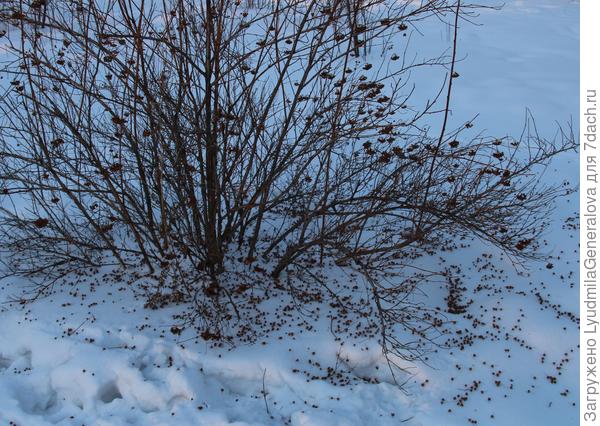Птицы все кусты растормошили, кормиться не чем видать.