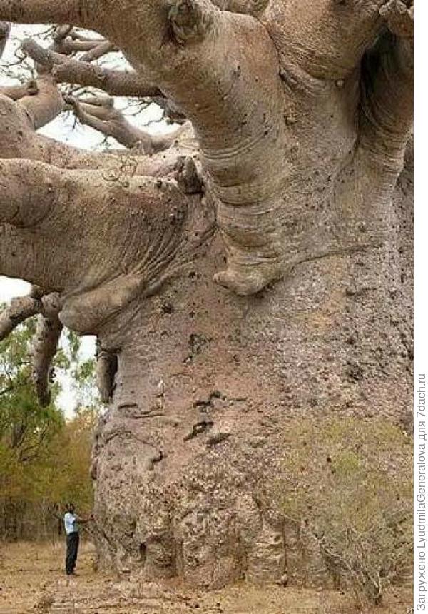 Дорогие мужчины-семидачники, с Днём Защитника Отечества!! Фотография далека от праздничной, зато очень соответствует пожеланию. Быть таким же могучим и крепким духом и телом, как это дерево-долгожитель!